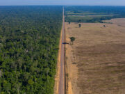 Крупнейшие леса в мире защитят армией