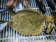 Ценная рыба оказалась на грани истребления