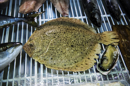 Ценная рыба оказалась на грани истребления