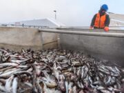 Санкции помогли России увеличить поставки минтая и филе на внутренний рынок